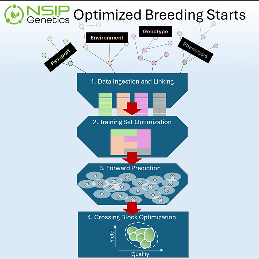 Optimized Breeding Starts - thumbnail